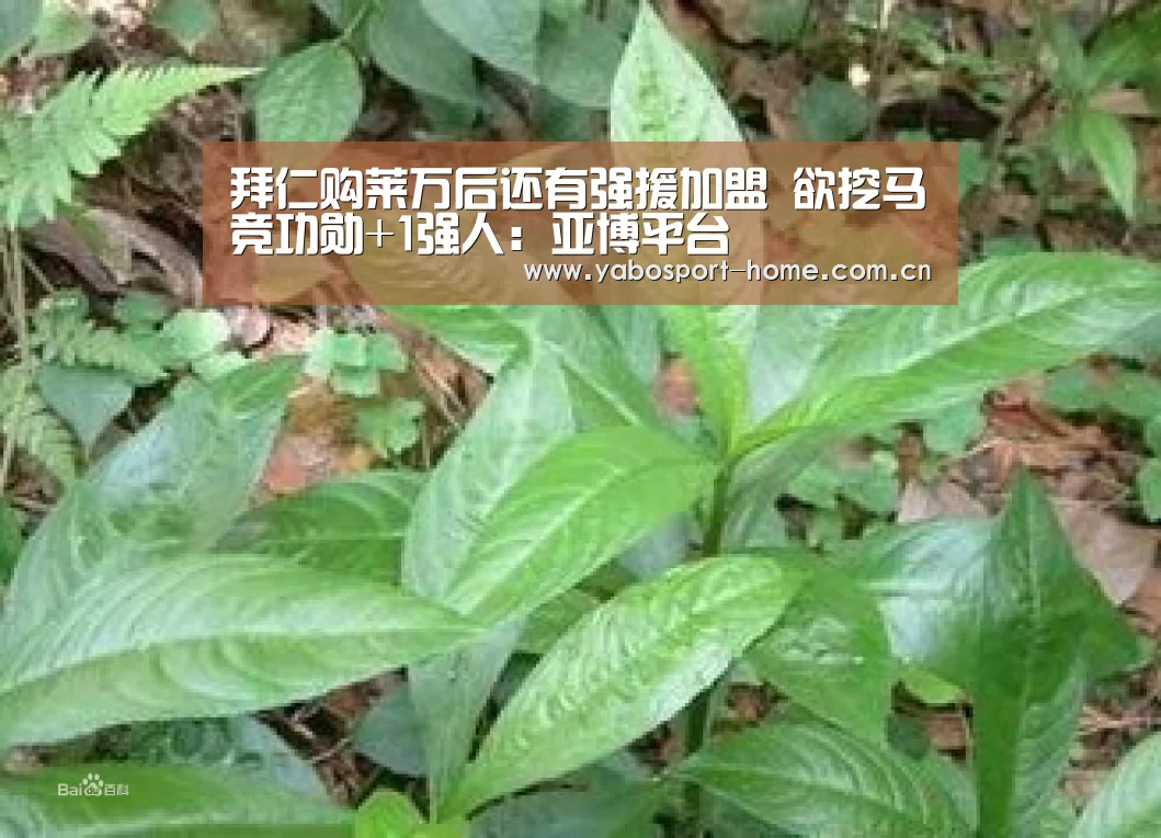 亚博体育作为国际顶级的综合娱乐平台